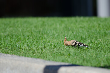 Eurasian hoopoe Upupa epops searching for food in a garden. Maspalomas. San Bartolome de Tirajana....