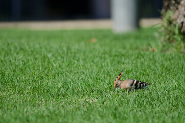 Eurasian hoopoe Upupa epops searching for food in a garden. Maspalomas. San Bartolome de Tirajana. Gran Canaria. Canary Islands. Spain.