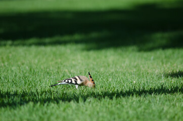 Eurasian hoopoe Upupa epops searching for food in a garden. Maspalomas. San Bartolome de Tirajana. Gran Canaria. Canary Islands. Spain.