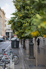 Fototapeta na wymiar street with tangerines in Valencia Spain