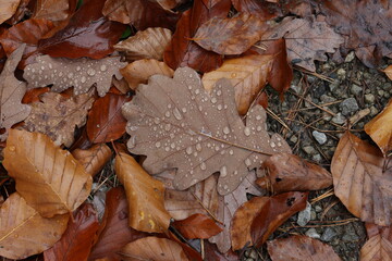 Fallen leaves from a tree in the forest in autumn