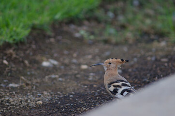 Eurasian hoopoe Upupa epops in a garden. Maspalomas. San Bartolome de Tirajana. Gran Canaria. Canary Islands. Spain.