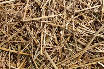 A close view of the hay on the ground surface.