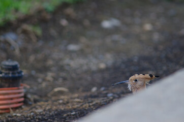 Eurasian hoopoe Upupa epops in a garden. Maspalomas. San Bartolome de Tirajana. Gran Canaria. Canary Islands. Spain.