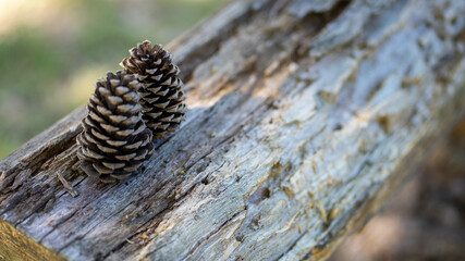 piñas pinos secas navidad fondo de pantalla