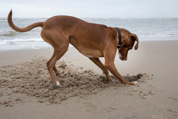 Dog digging a hole at the beach. Sand. North sea coast. Julianadorp. Netherlands.