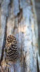piñas pinos secas navidad fondo de pantalla