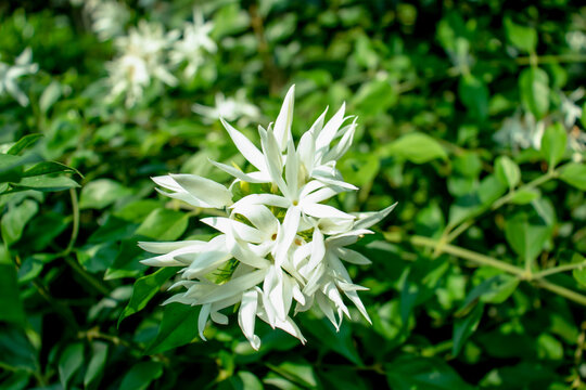 Nice white Jasmin or Jui flower in the flower plant