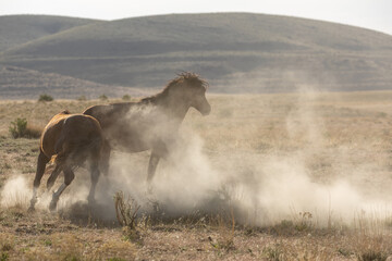 Wild Horse Stallions Running Across the Utah Desert