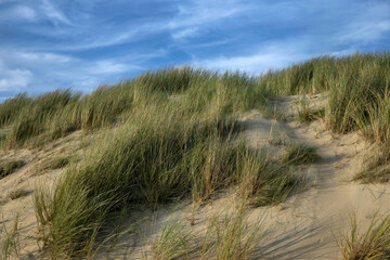 Fototapeta na wymiar Dunes. North sea coast. Julianadorp. Netherlands.
