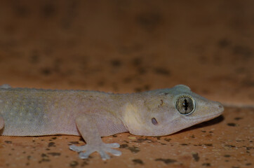 Boettger's wall gecko Tarentola boettgeri. Cruz de Pajonales. Inagua. Tejeda. Gran Canaria. Canary Islands. Spain.