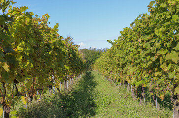 Fototapeta na wymiar winegrowing in denmark