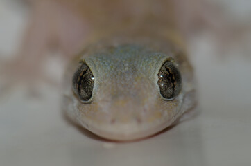 Boettger's wall gecko Tarentola boettgeri. Cruz de Pajonales. Inagua. Tejeda. Gran Canaria. Canary Islands. Spain.
