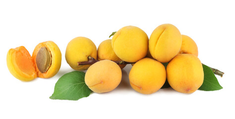 Apricot branch isolated on white background