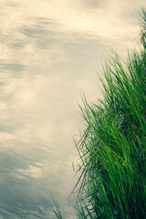 Beautiful sky reflected in marsh water with close up of marsh grass, great background