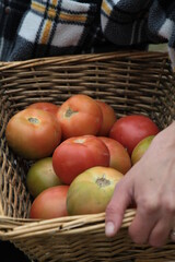 Ortaggi finocchi melanzane pomodori e olive