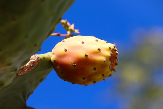 dracaena milky way Dracaena surculosa 'Milky Way' — Ecuagenera Orquídeas del Ecuador