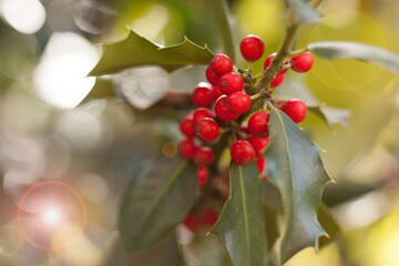Photograph of holly leaves with red berries, very bright background with sparkles. Christmas symbol...