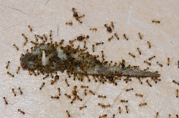Ants devouring the tail of a Boettger's wall gecko Tarentola boettgeri. Schamann. Las Palmas de Gran Canaria. Gran Canaria. Canary Islands. Spain.
