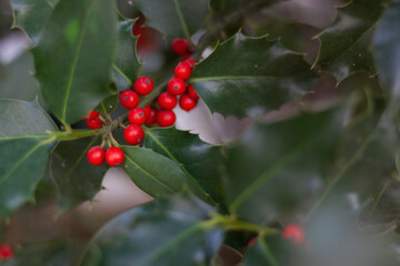 Photograph of holly leaves with red berries, very bright background with sparkles. Christmas symbol...