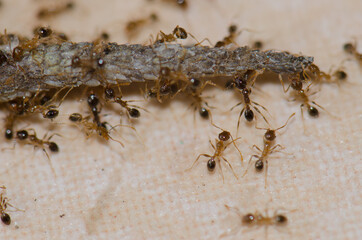 Ants devouring the tail of a Boettger's wall gecko Tarentola boettgeri. Schamann. Las Palmas de Gran Canaria. Gran Canaria. Canary Islands. Spain.