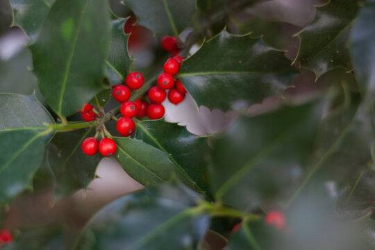 Photograph of holly leaves with red berries, very bright background with sparkles. Christmas symbol for holiday cards and decoration