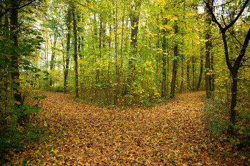 Obraz premium Laubbedeckte Weggabelung im Wald