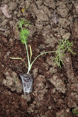 Ortaggi finocchi melanzane pomodori e olive