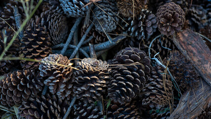 piñas pinos secas navidad fondo de pantalla
