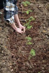 Mani che lavorano nel campo