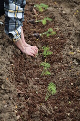 Mani che lavorano nel campo
