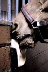 eating horse