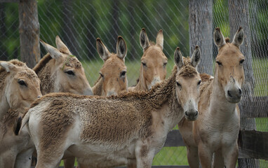 Стадо лошадей в вольере