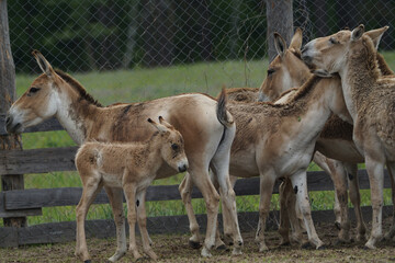 Herd of horses in the aviary