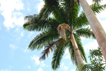 Obraz premium Palmeiras com vista do céu, Faz Mano Elder, Monte Alegre, PA, Brasil, 1 de Novembro de 2020. (Foto 1)