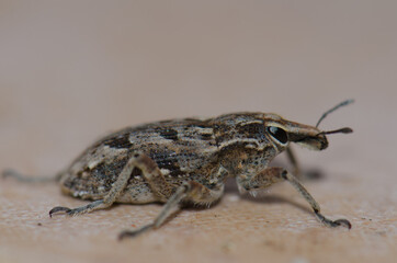 Close-up view of a true weevil Coniocleonus excoriatus. Schamann. Las Palmas de Gran Canaria. Gran Canaria. Canary Islands. Spain.