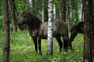 Beautiful horse grazing in the forest