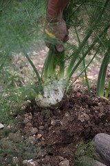 Ortaggi finocchi melanzane pomodori e olive