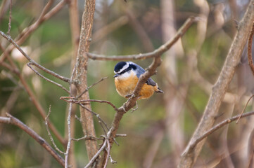 A Red-breasted Nuthatch perched in a Tree