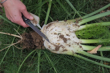 Mani che lavorano nel campo