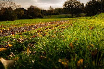Herbstlicher Waldweg mit farbigen Blättern auf dem Boden und Bäumen im Hintergrund, bei sonnigem Wetter.