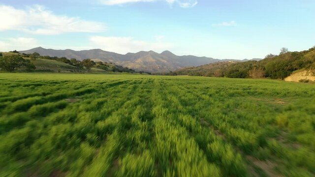 Beautiful aerial over grassland and remote hills and mountains in Santa Barbara County, Central California.