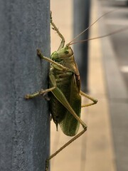 grasshopper on the ground