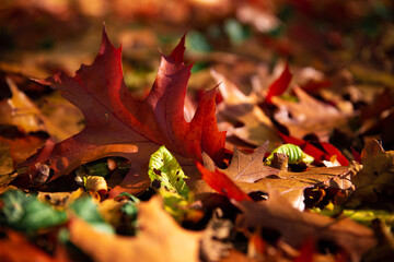 Herbstlicher Waldboden mit orange roten Blättern, bei sonnigem Wetter.
