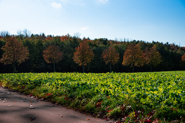 Herbstliche Waldlandschaft mit einem Feld im Vordergrund, Bäume mit roten, grünen und gelben Blättern im Hintergrund, bei sonnigem Wetter.