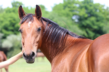 Headshot of a beautiful stallion. Adult morgan horse standing in summer corral near feeding station and other horses