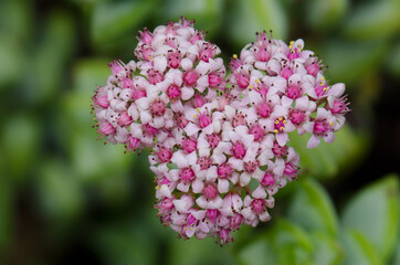 Inflorescence in the Botanical Garden Viera y Clavijo. Tafira. Las Palmas de Gran Canaria. Gran Canaria. Canary Islands. Spain.