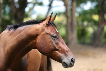 Headshot of a beautiful stallion. Adult morgan horse standing in summer corral near feeding station and other horses