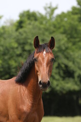 Headshot of a beautiful stallion. Adult morgan horse standing in summer corral near feeding station and other horses
