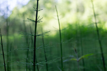 horsetail grows in a swamp in the nature reserve of Russia Losiny Ostrov